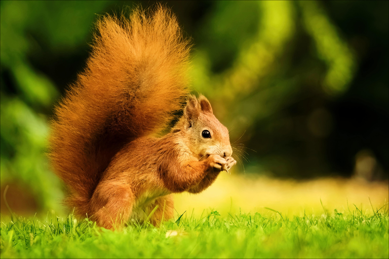 squirrel median